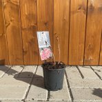 Pivónia  bylinná (Paeonia lactiflora) ´SARAH BERNARDT´, kont. C1L